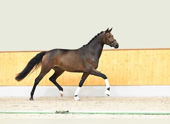 Trakehner, Stute, 3 Jahre, 166 cm, Brauner