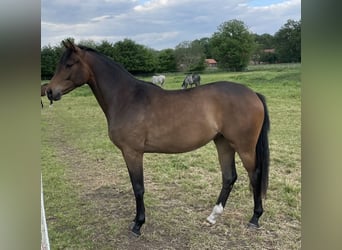 Trakehner, Stute, 3 Jahre, 166 cm, Brauner