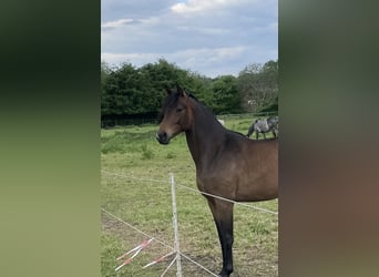 Trakehner, Stute, 3 Jahre, 166 cm, Brauner