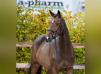 Trakehner, Stute, 3 Jahre, 166 cm, Brauner