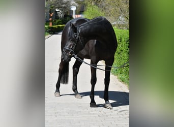 Trakehner, Stute, 3 Jahre, 166 cm, Rappe