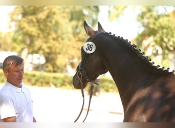 Trakehner, Stute, 3 Jahre, 166 cm, Rappe