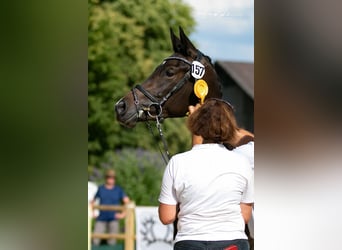 Trakehner, Stute, 3 Jahre, 166 cm, Schwarzbrauner