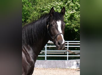 Trakehner, Stute, 3 Jahre, 166 cm, Schwarzbrauner