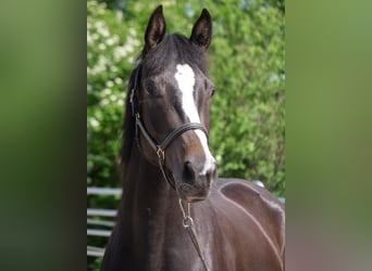 Trakehner, Stute, 3 Jahre, 166 cm, Schwarzbrauner