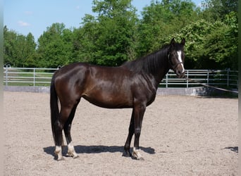 Trakehner, Stute, 3 Jahre, 166 cm, Schwarzbrauner