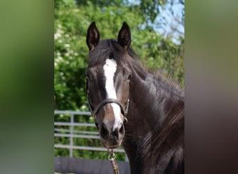 Trakehner, Stute, 3 Jahre, 166 cm, Schwarzbrauner