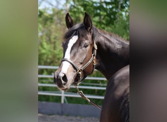 Trakehner, Stute, 3 Jahre, 166 cm, Schwarzbrauner