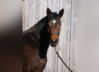 Trakehner, Stute, 3 Jahre, 167 cm, Brauner