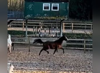 Trakehner, Stute, 3 Jahre, 167 cm, Brauner