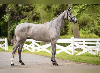 Trakehner, Stute, 3 Jahre, 167 cm, Schimmel