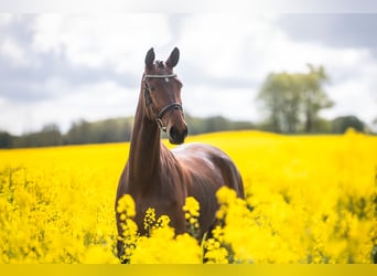 Trakehner, Stute, 3 Jahre, 168 cm, Brauner