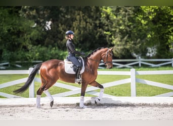Trakehner, Stute, 3 Jahre, 168 cm, Brauner