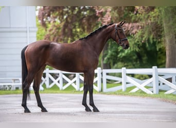 Trakehner, Stute, 3 Jahre, 168 cm, Brauner