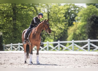 Trakehner, Stute, 3 Jahre, 168 cm, Brauner