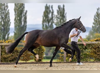 Trakehner, Stute, 3 Jahre, 168 cm, Dunkelbrauner