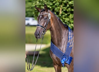 Trakehner, Stute, 3 Jahre, 168 cm, Dunkelbrauner