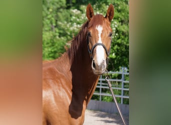 Trakehner, Stute, 3 Jahre, 168 cm, Fuchs