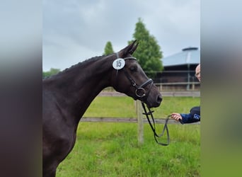 Trakehner, Stute, 3 Jahre, 168 cm, Rappe