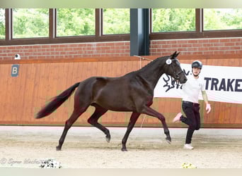 Trakehner, Stute, 3 Jahre, 168 cm, Rappe