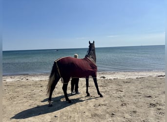 Trakehner, Stute, 3 Jahre, 168 cm, Schimmel