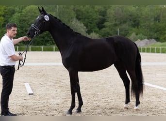 Trakehner, Stute, 3 Jahre, 168 cm, Schwarzbrauner