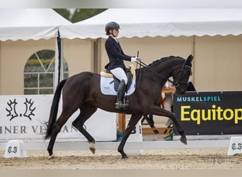 Trakehner, Stute, 3 Jahre, 168 cm, Schwarzbrauner