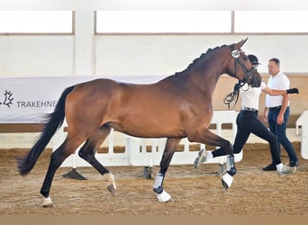 Trakehner, Stute, 3 Jahre, 169 cm, Brauner