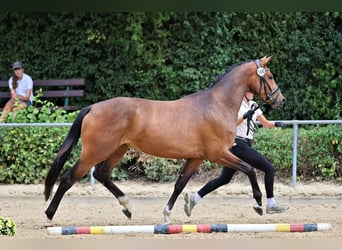 Trakehner, Stute, 3 Jahre, 169 cm, Brauner