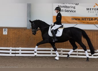 Trakehner, Stute, 3 Jahre, 169 cm, Schwarzbrauner