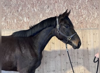 Trakehner, Stute, 3 Jahre, 170 cm, Dunkelbrauner