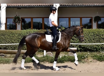 Trakehner, Stute, 3 Jahre, 170 cm, Schwarzbrauner