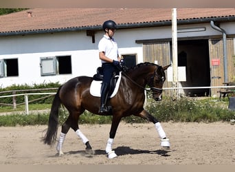 Trakehner, Stute, 3 Jahre, 170 cm, Schwarzbrauner