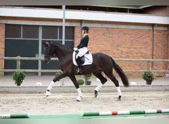 Trakehner, Stute, 3 Jahre, 173 cm, Dunkelbrauner