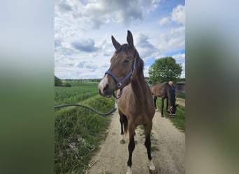 Trakehner, Stute, 3 Jahre, 178 cm, Brauner