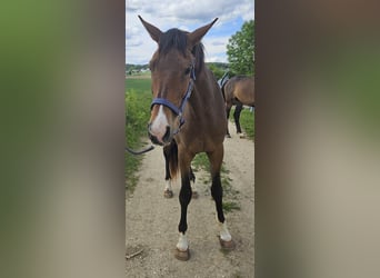 Trakehner, Stute, 3 Jahre, 178 cm, Brauner