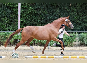 Trakehner, Stute, 3 Jahre, Fuchs