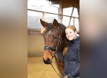 Trakehner, Stute, 4 Jahre, 155 cm, Brauner