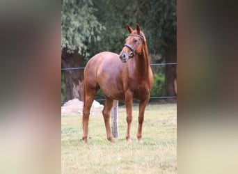 Trakehner, Stute, 4 Jahre, 157 cm, Fuchs