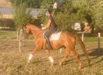 Trakehner, Stute, 4 Jahre, 157 cm, Fuchs
