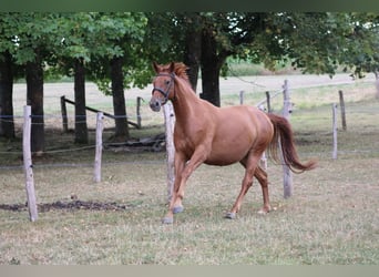 Trakehner, Stute, 4 Jahre, 157 cm, Fuchs