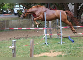 Trakehner, Stute, 4 Jahre, 157 cm, Fuchs