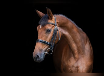 Trakehner, Stute, 4 Jahre, 158 cm, Rotbrauner