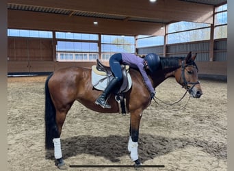 Trakehner, Stute, 4 Jahre, 160 cm, Brauner
