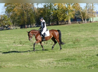 Trakehner, Stute, 4 Jahre, 160 cm, Brauner