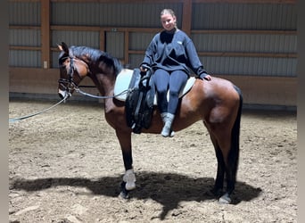 Trakehner, Stute, 4 Jahre, 160 cm, Brauner