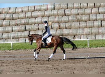 Trakehner, Stute, 4 Jahre, 160 cm, Brauner