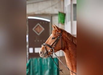 Trakehner, Stute, 4 Jahre, 160 cm, Fuchs