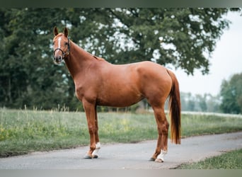 Trakehner, Stute, 4 Jahre, 160 cm, Fuchs