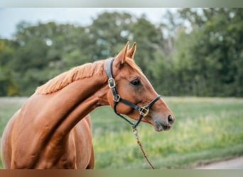 Trakehner, Stute, 4 Jahre, 160 cm, Fuchs